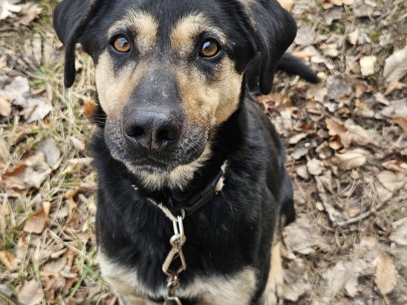 Cukierek – psiak do schrupania