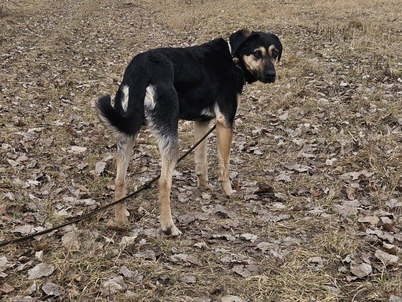 Cukierek – psiak do schrupania