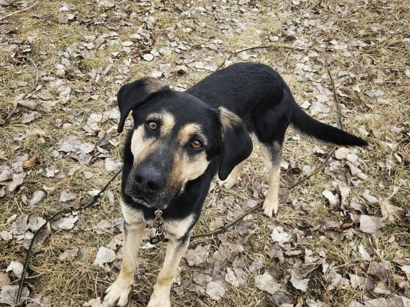 Cukierek – psiak do schrupania