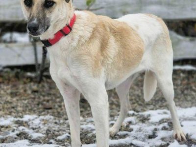 NOA - spragniona uwagi człowieka, kochana sunia szuka domu