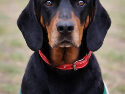 Towarzyska Hera w typie gończego