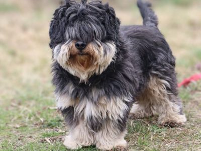 Kudłaty młody Gucio szuka domu!