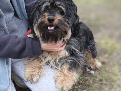 Młoda kudłata Fruzia szuka domu!