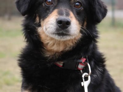 Delikatny senior Bunio szuka domu!