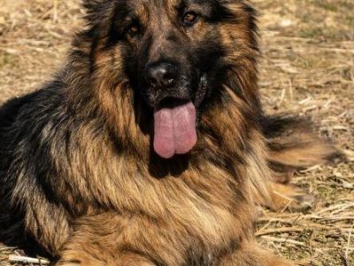 PREZES - piękny owczarek niemiecki długowłosy ADOPTUJ