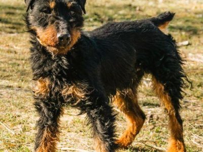 TERI - delikatny psiak w typie terriera za kratami, ADOPTUJ