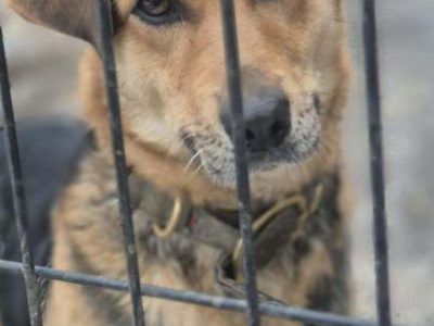 BETI - fantastyczna sunia szuka najlepszego domu