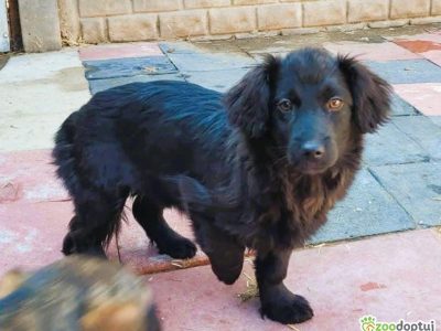 TOLA - mała, skrzywdzona sunia szuka najlepszego domu