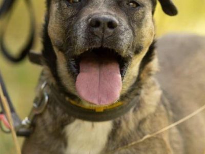 SZCZEPANEK - nie kochany, porzucony, szuka domu