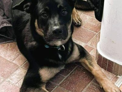 PIXEL _ super psiak szuka najlepszego domu