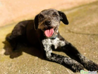 MISIA - cudowna sunia szuka super domu