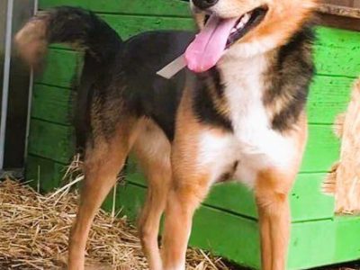 BRYŚ - młody, delikatny psiak szuka domu