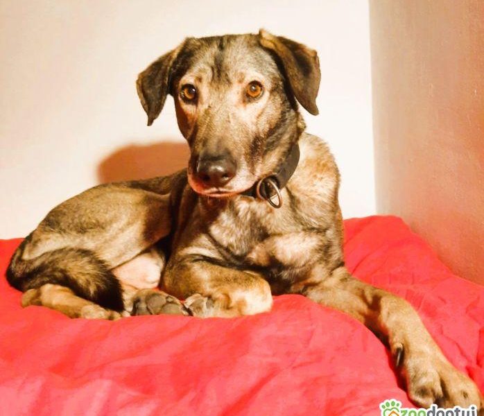 KORNEL - kochany, wrażliwy psiak szuka domu na zawsze