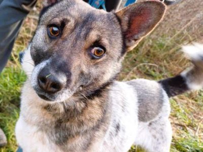 PRECELEK - niewielki, kochany psiak szuka domu