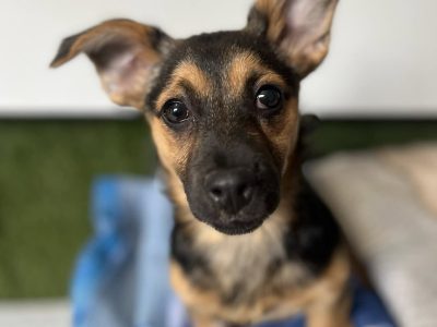 Berlinka - SZCZENIAK w typie jamnika szuka domu!