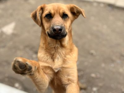 Elois - 6 miesięczna, przyjazna sunia SZCZENIAK