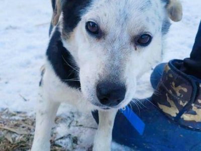 BALU - kochany psiak traci nadzieję w schronisku