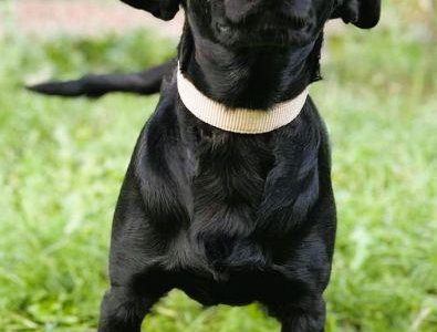 JOY - cudowna, wesoła sunia szuka domu