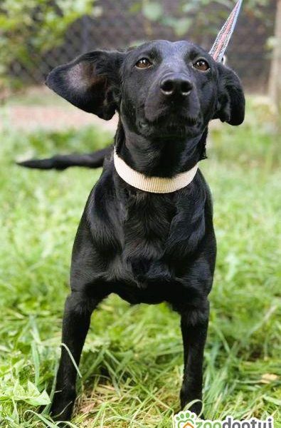 JOY - cudowna, wesoła sunia szuka domu