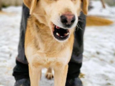 BENIO - cudowny psiak, którego nikt nie chce... ADOPTUJ