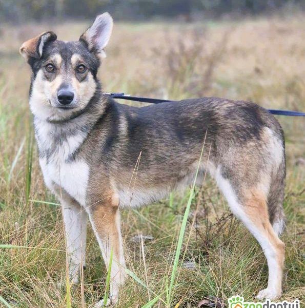 FRED - rok po adopcji Pan oddał mnie jak zbędną rzecz...