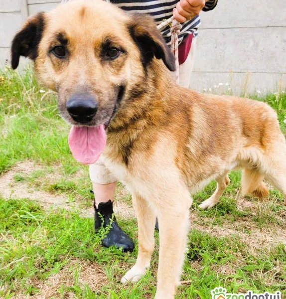 KUBUŚ - zaniedbany, kochany pro ludzki psiak do adopcji