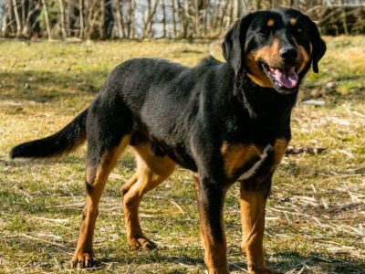 SZAFIR - piękny psiak w typie gończy polski szuka domu