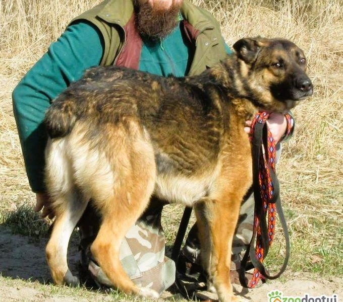 RYŚ - cudowny psiak w typie owczarka szuka domu