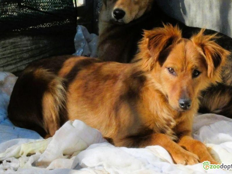 RENIA - cudowna, delikatna sunia szuka domu