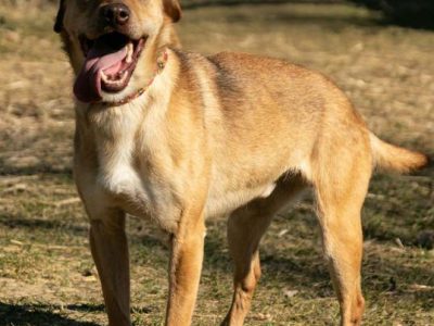 TOFIK - delikatny, wrażliwy psiak szuka mądrego domu