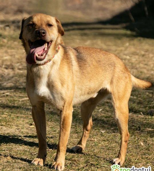 TOFIK - delikatny, wrażliwy psiak szuka mądrego domu