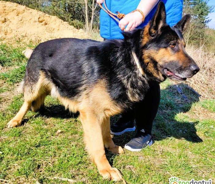 HUGO - oddany psiak w typie owczarka szuka domu