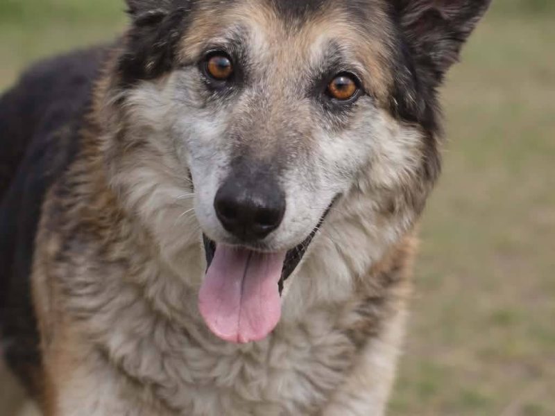 Łagodny psi senior Rex