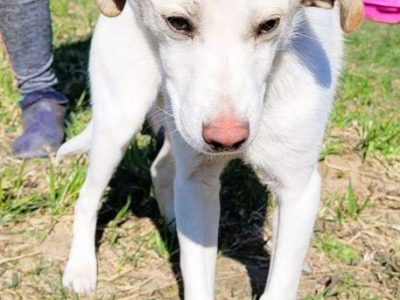 LEOŚ - delikatne, psie dziecko w schronisku, ADOPTUJ