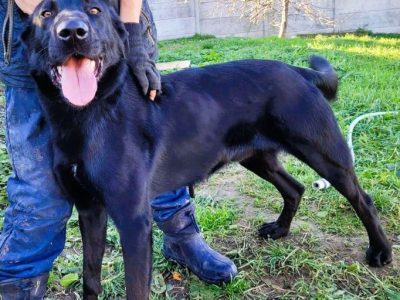 DEMON - młody psiak w typie labradora szuka domu