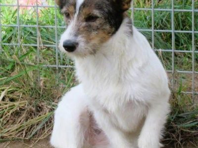 DUSZKA - mała, cudowna sunia szuka domu