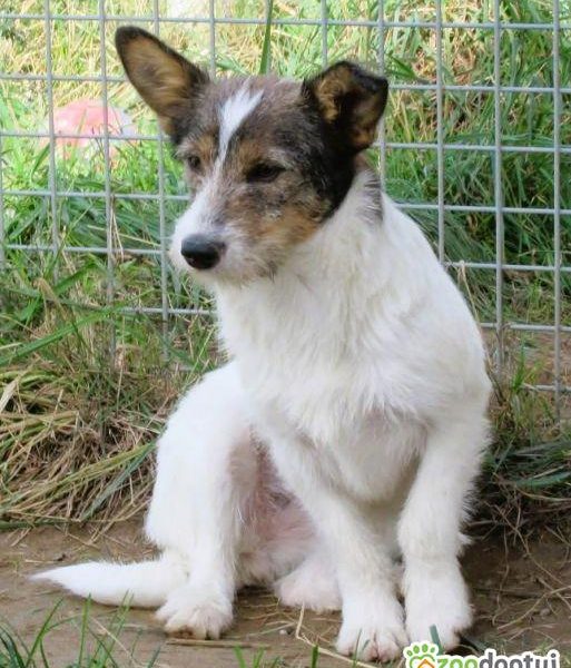 DUSZKA - mała, cudowna sunia szuka domu