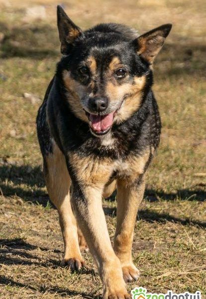 EDZIO - zwykły kundelek, bez szans na dom? POMÓŻ!