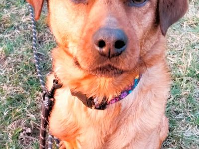 NIUNIUŚ - cudowny, łagodny psiak szuka PILNIE domu