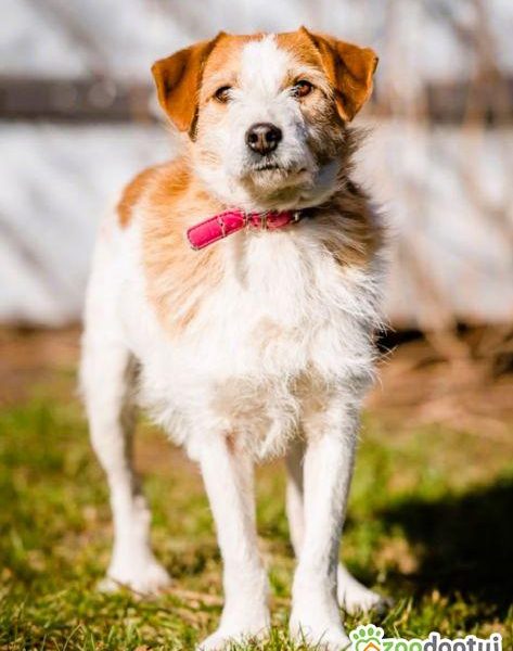 CYKUŚ - piękny terrier szuka mądrego domu