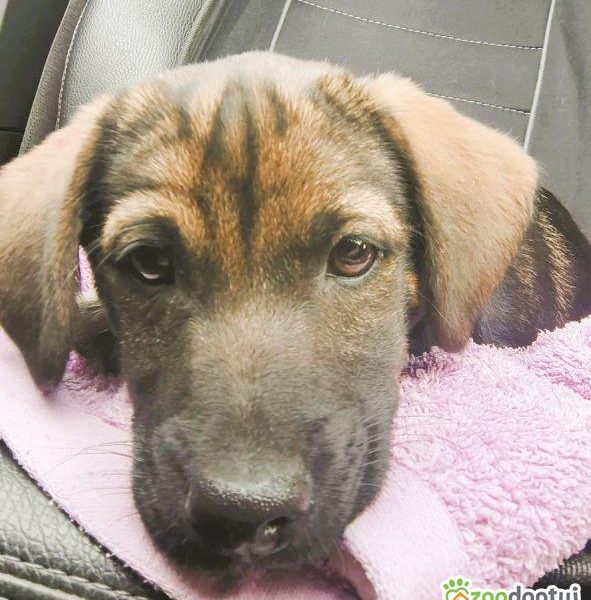 NELCIA - młodziutka, kochana sunia szuka super domu