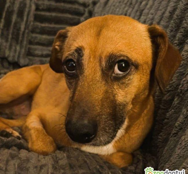 MISIO - delikatny i kochany psiak do adopcji