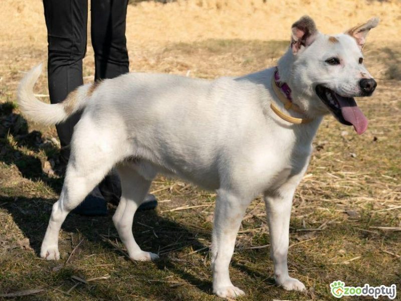 BIAŁASEK - kochany przytulaśny psiak szuka domu