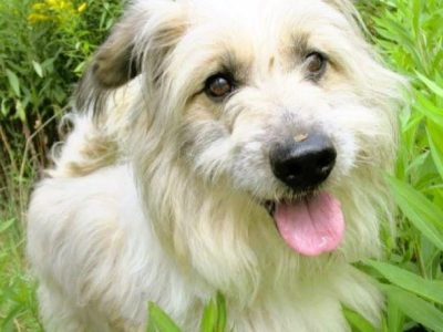 FIL-niewidomy, kochany psiak, nie pozwól mu wrócić za kraty!