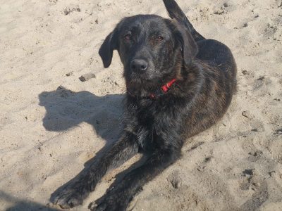 Beza - cudowna, młodziutka, niekonfliktowa sunia!