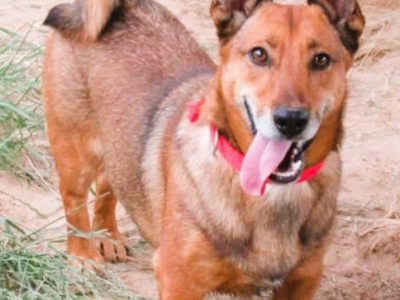 FADO - niewielki, porzucony psiak, ADOPTUJ!