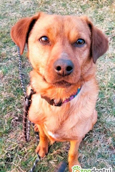 NIUNIUŚ - cudowny, łagodny psiak szuka PILNIE domu