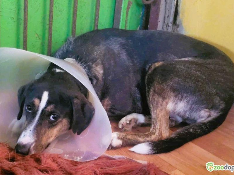 KRESKA - wrażliwa, biedna sunia szuka domu