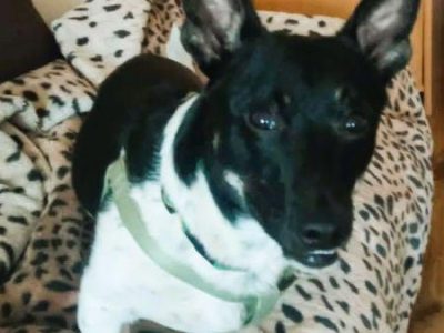 LAKUŚ - z kanapy ma trafić do schroniska? URATUJ GO!