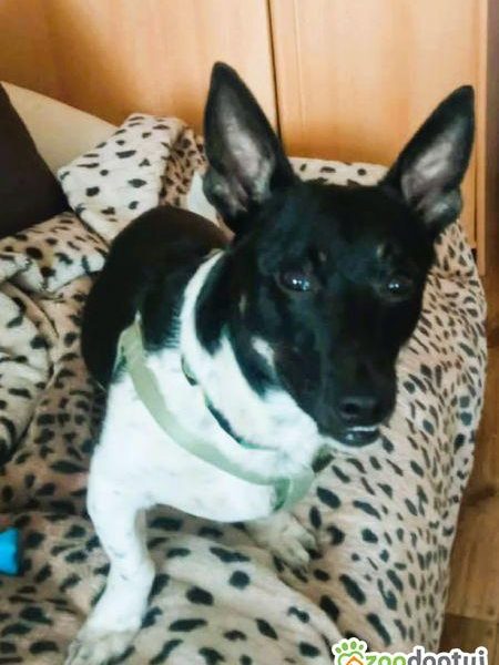 LAKUŚ - z kanapy ma trafić do schroniska? URATUJ GO!